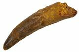 Fossil Spinosaurus Tooth - Real Dinosaur Tooth #326255-1